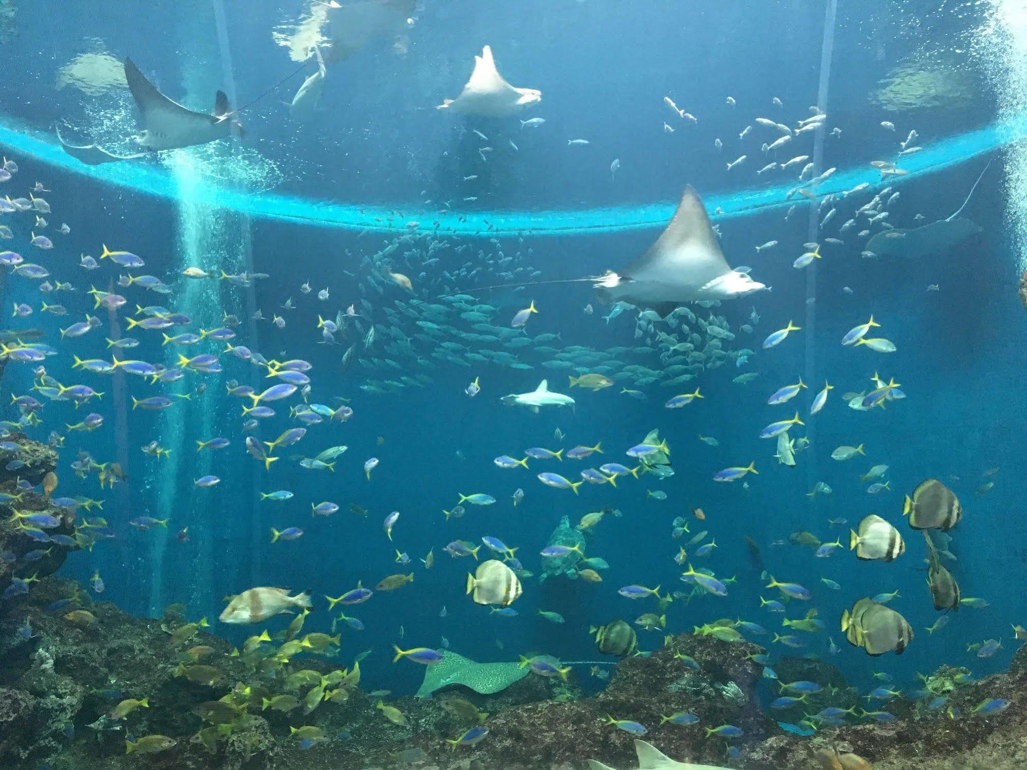 Kamogawa Sea World Hotel Eksteriør billede